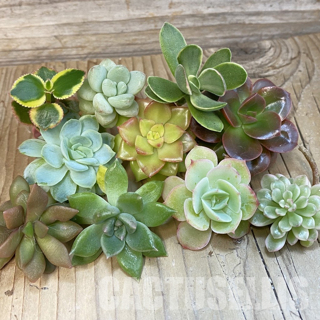 SH32152 Succulents mix, cuted