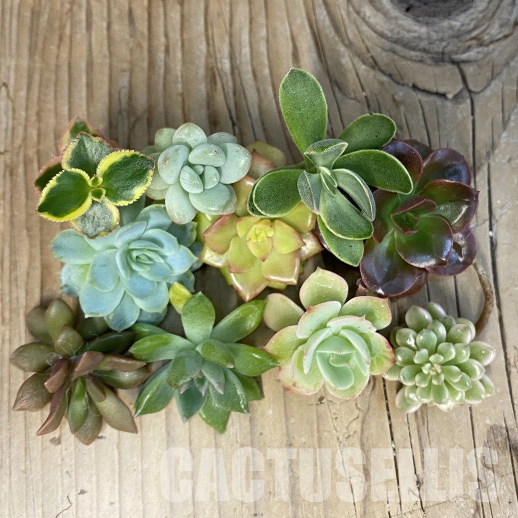 SH32152 Succulents mix, cuted - Image 2