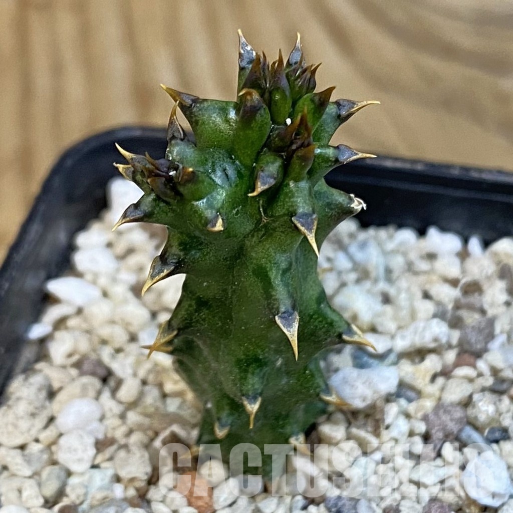 SH32106 Edithcolea grandis