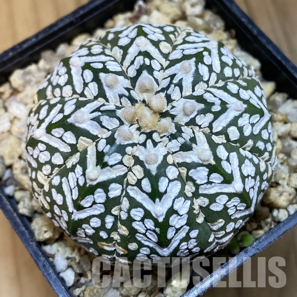 SH32077 Astrophytum asterias ‘Super Kabuto’ V-type