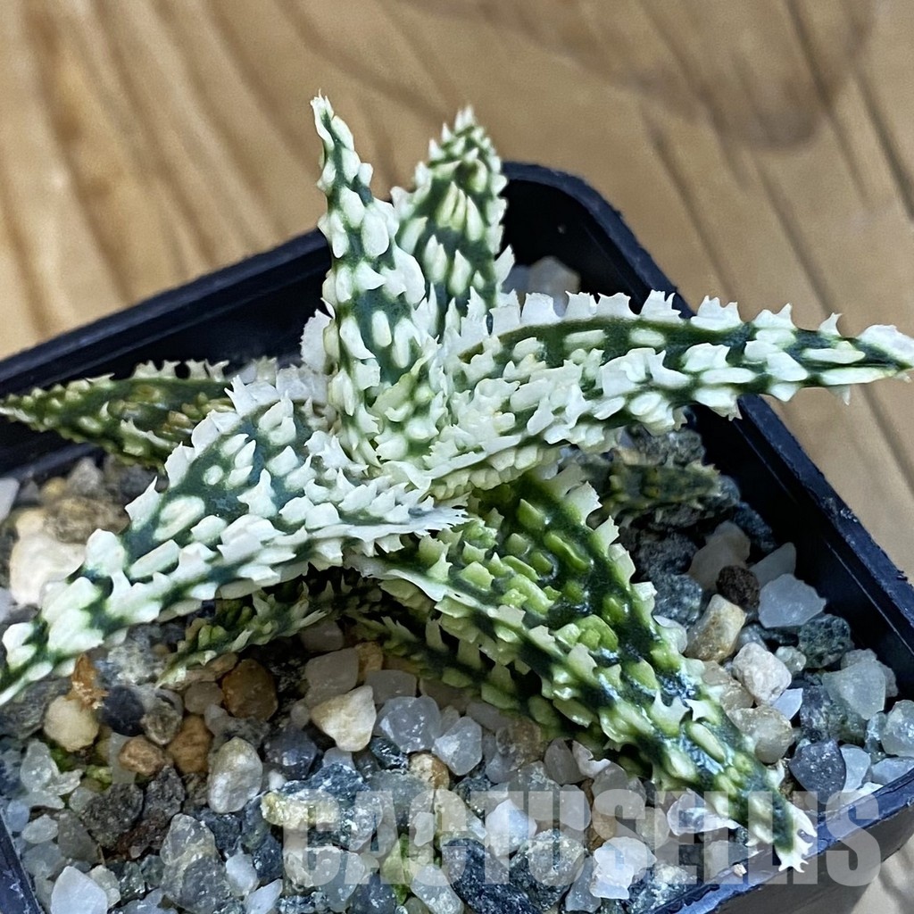 SH32110 Aloe TCT hybrid