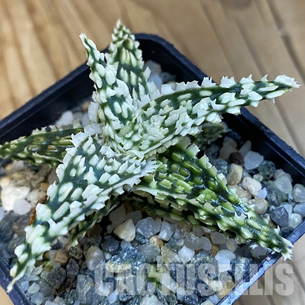 SH32110 Aloe TCT hybrid - Image 2