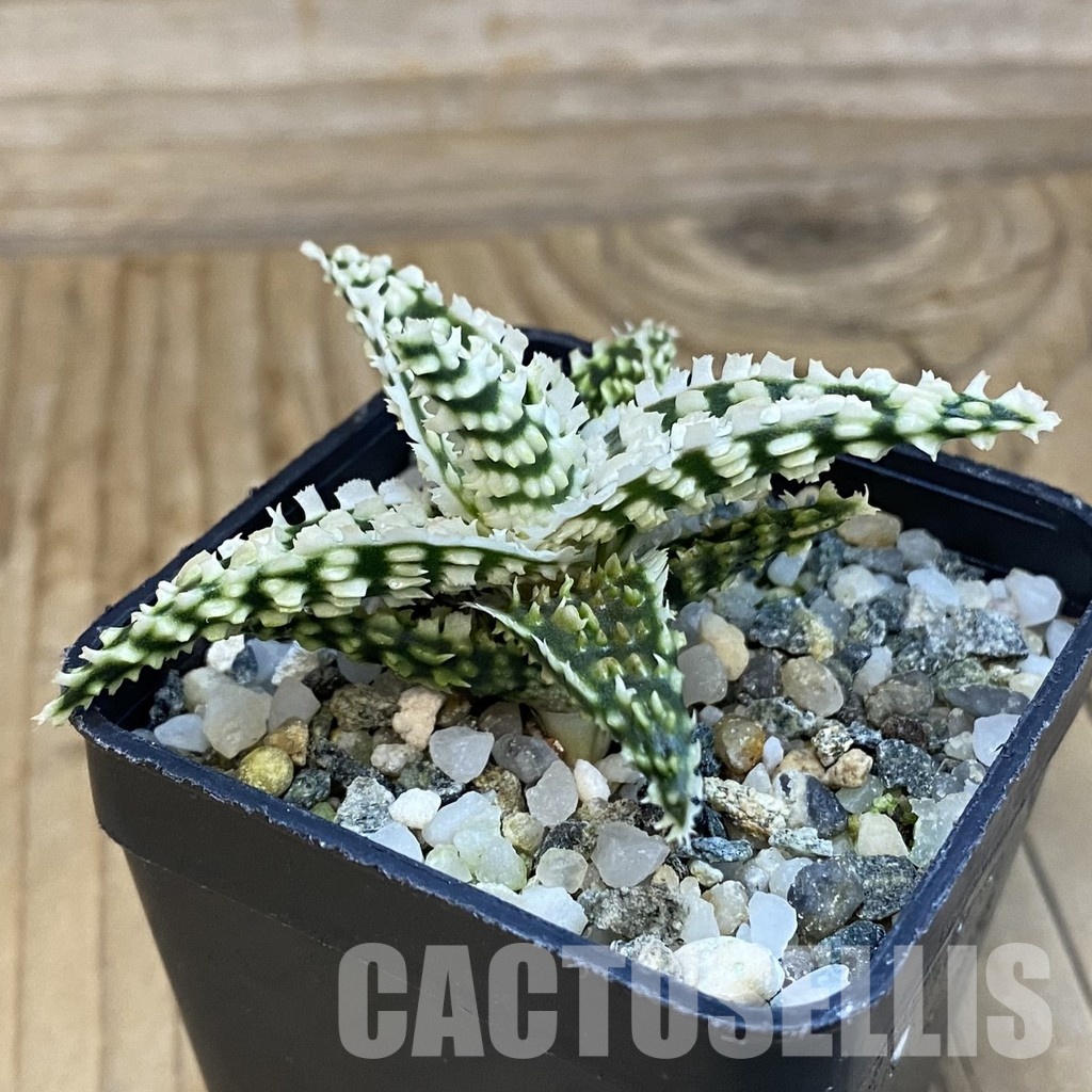 SH32110 Aloe TCT hybrid - Image 3