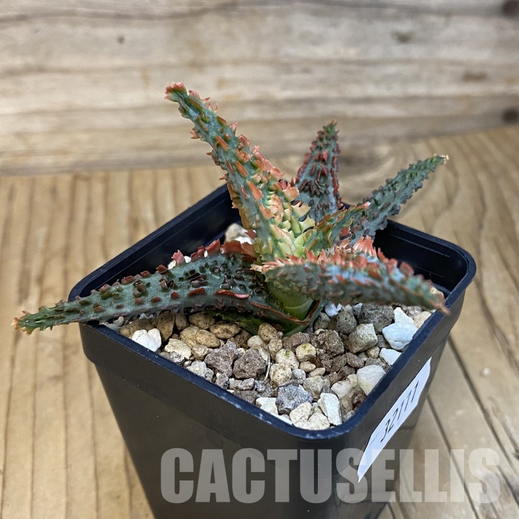 SH32111 Aloe TCT hybrid - Image 2