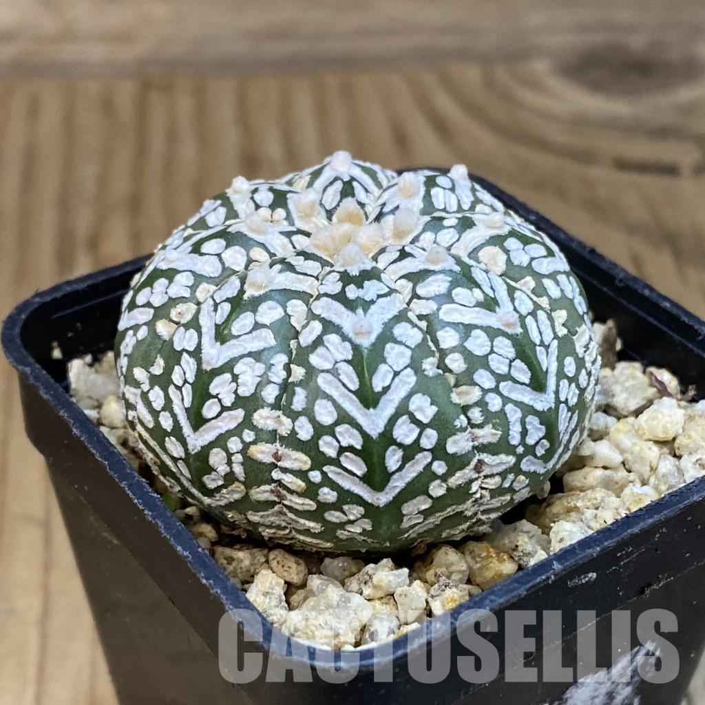 SH32077 Astrophytum asterias ‘Super Kabuto’ V-type - Image 2