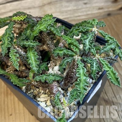 SH32113 Euphorbia decaryi v. spirosticha