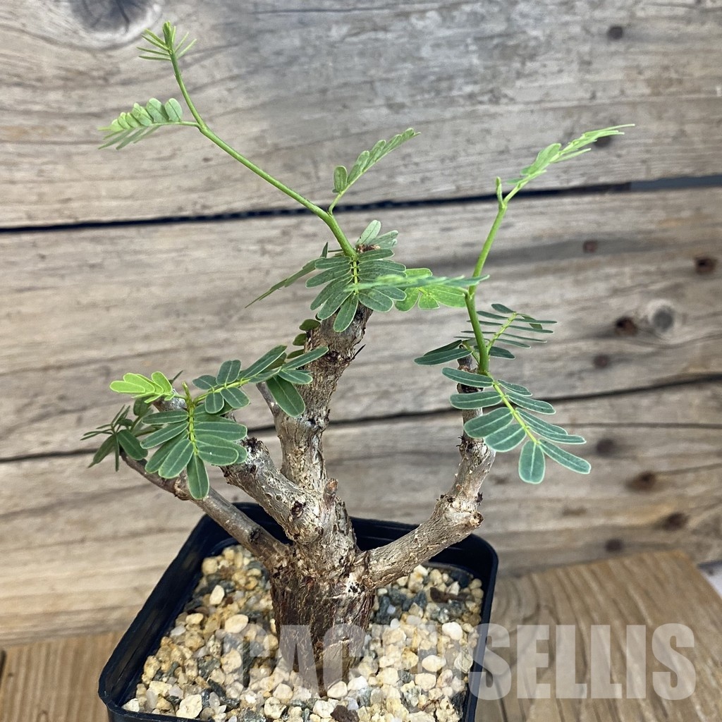 SH32114 Senna meridionalis - Image 2