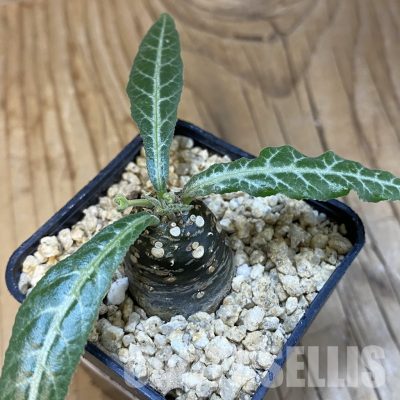 SH32115 Dorstenia lancifolia