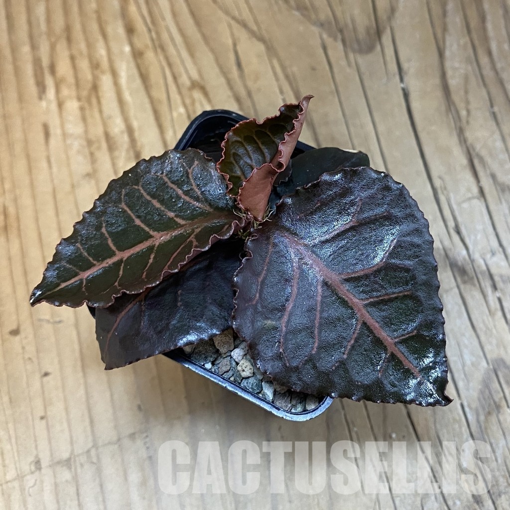 SH32119 Euphorbia francoisii hybrid - Image 3