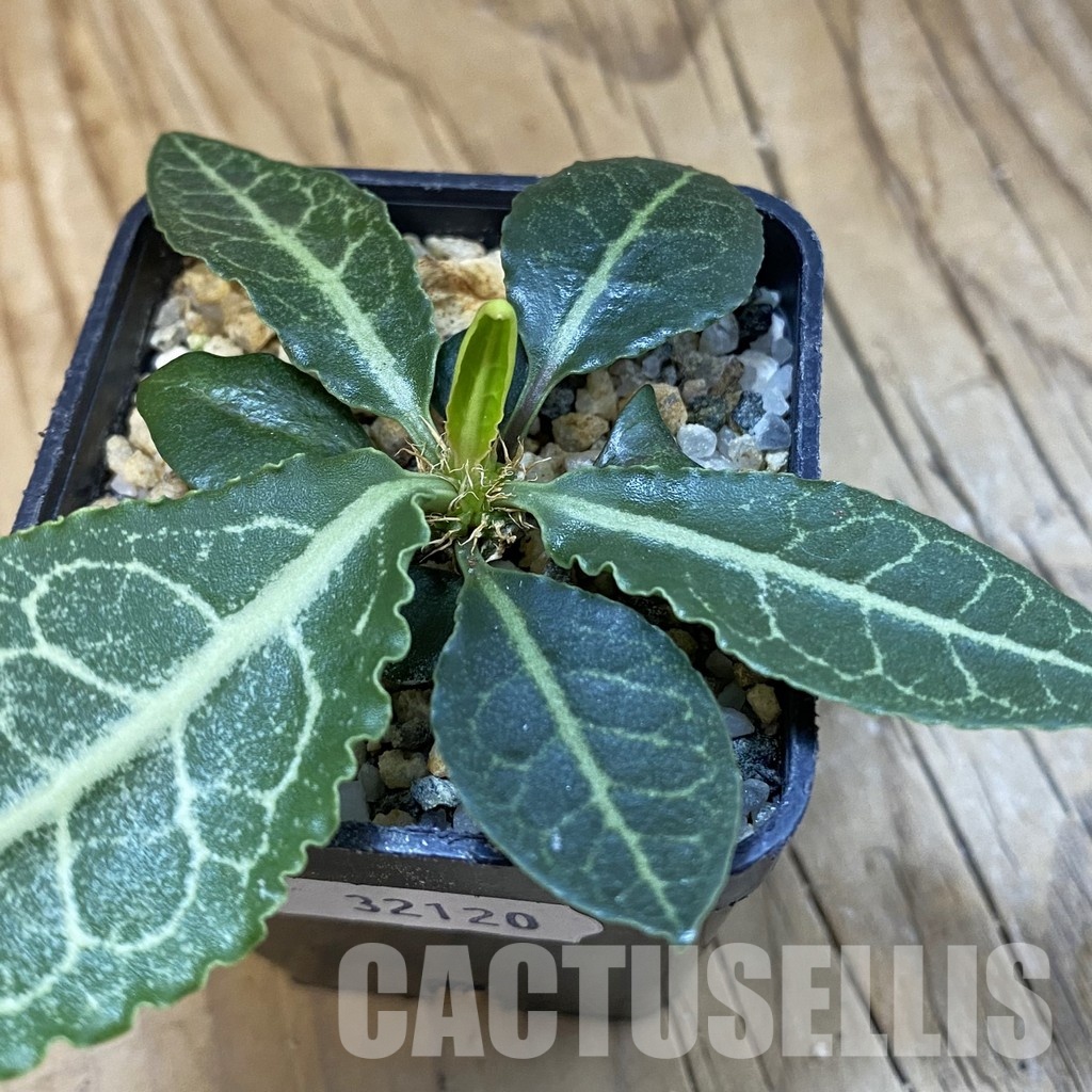 SH32120 Euphorbia francoisii hybrid - Image 2