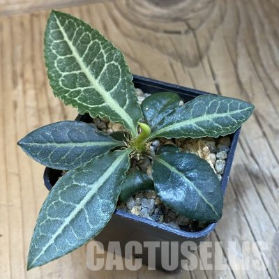 SH32120 Euphorbia francoisii hybrid