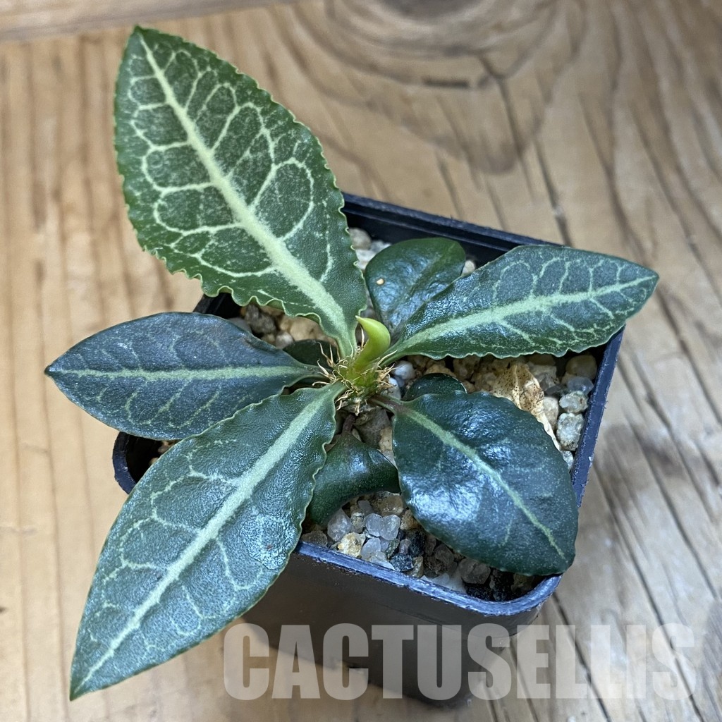 SH32120 Euphorbia francoisii hybrid
