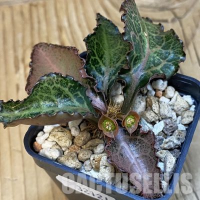 SH32121 Euphorbia francoisii hybrid