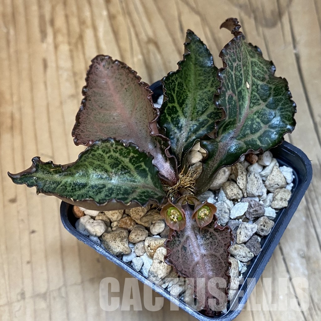 SH32121 Euphorbia francoisii hybrid - Image 2