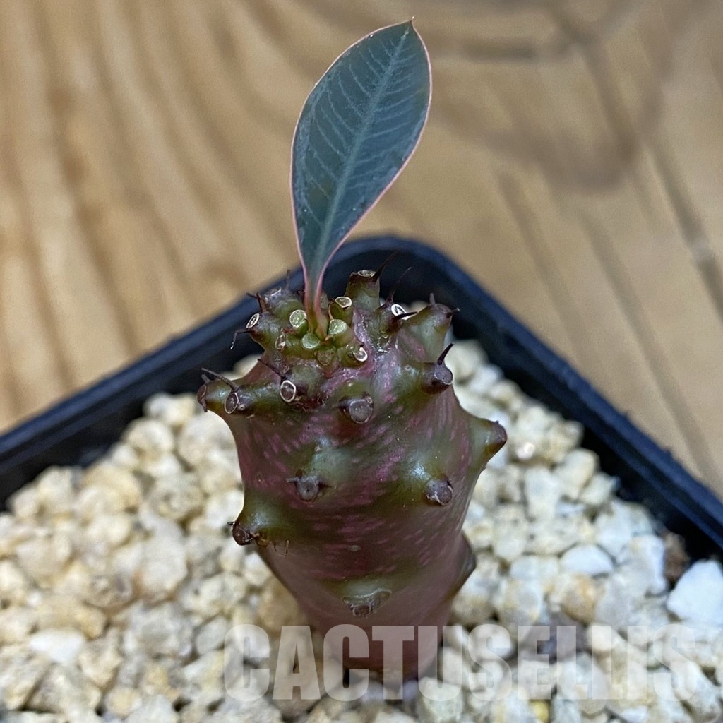 SH32123 Euphorbia pachypodioides