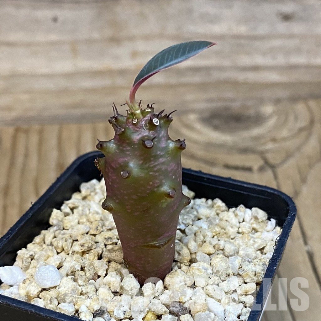 SH32123 Euphorbia pachypodioides - Image 2