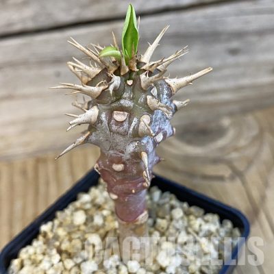 SH32124 Euphorbia viguieri
