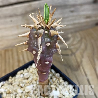 SH32125 Euphorbia viguieri