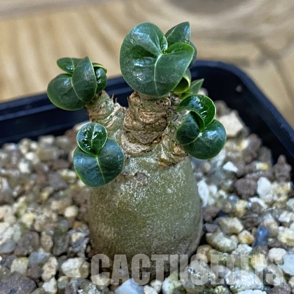 SH32126 Adenium arabicum DHA