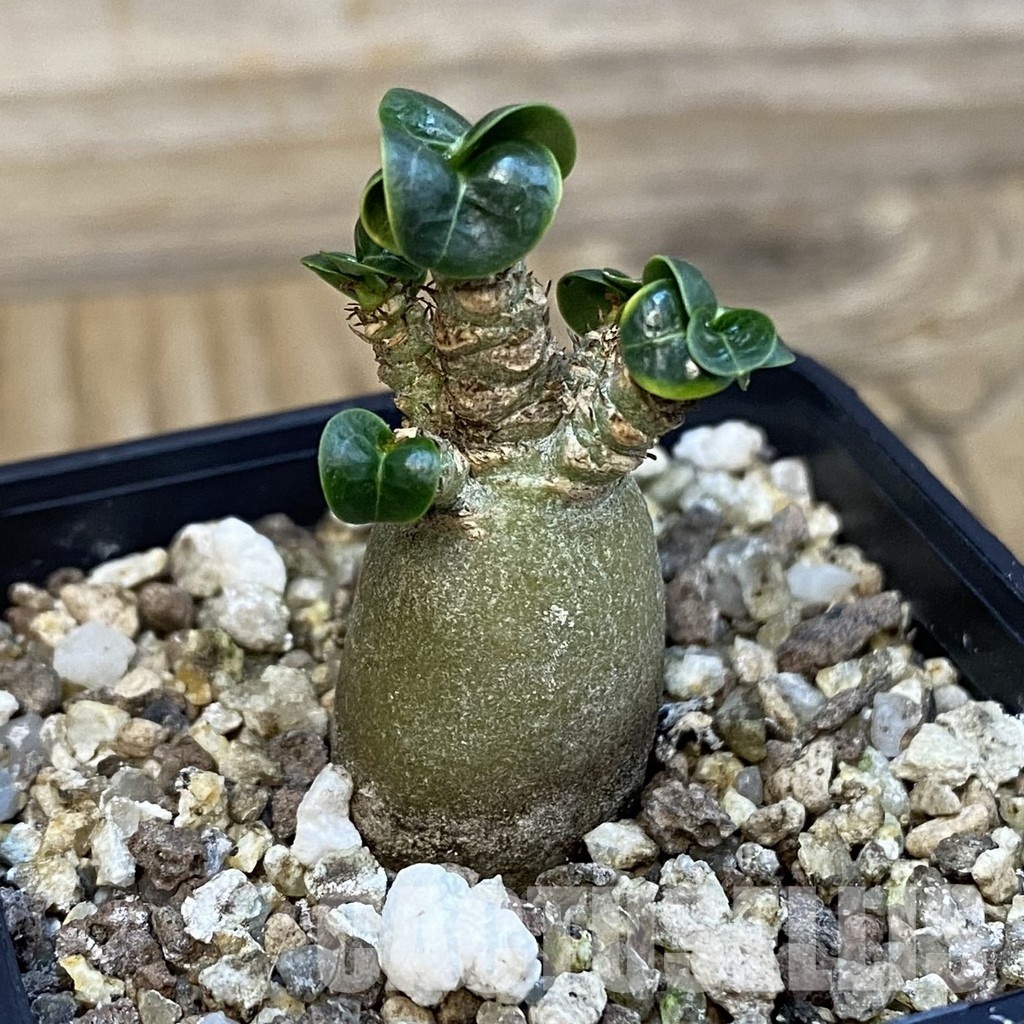 SH32126 Adenium arabicum DHA - Image 2