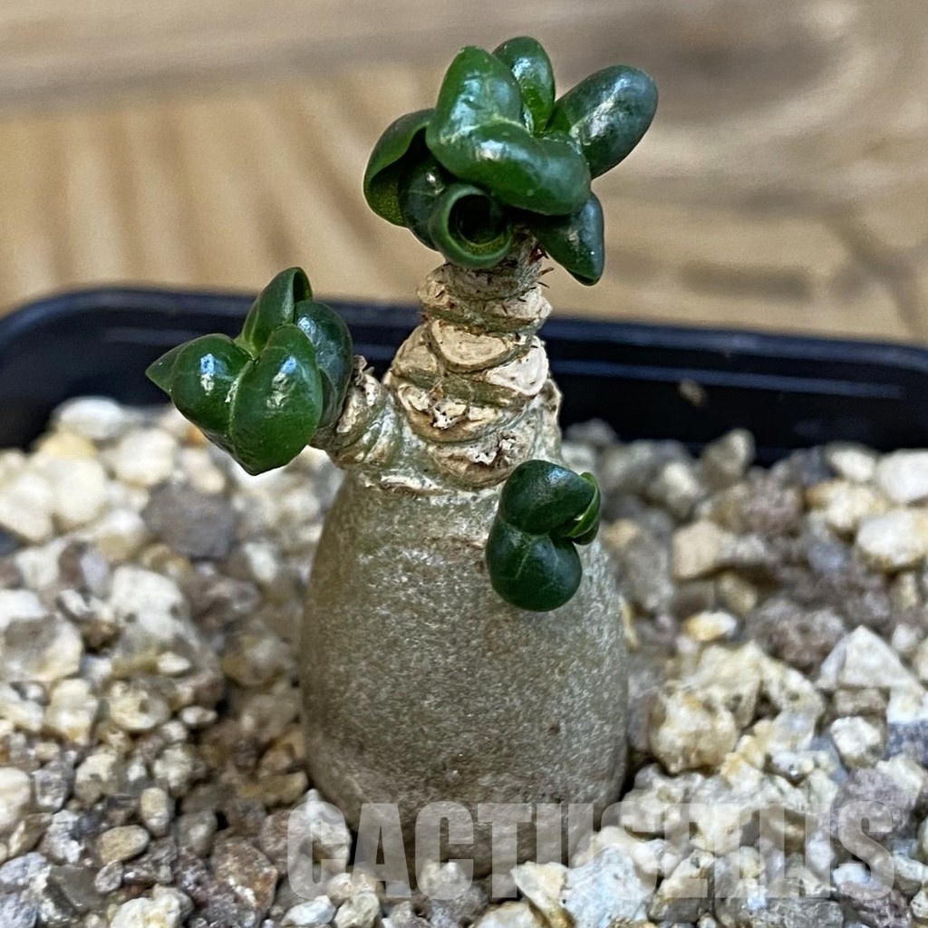 SH32127 Adenium arabicum DHA