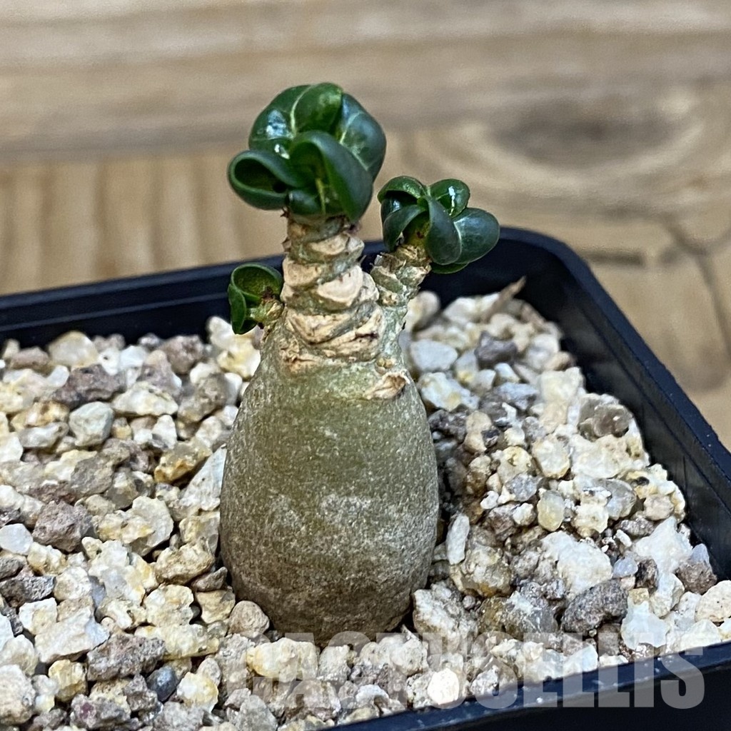 SH32127 Adenium arabicum DHA - Image 2