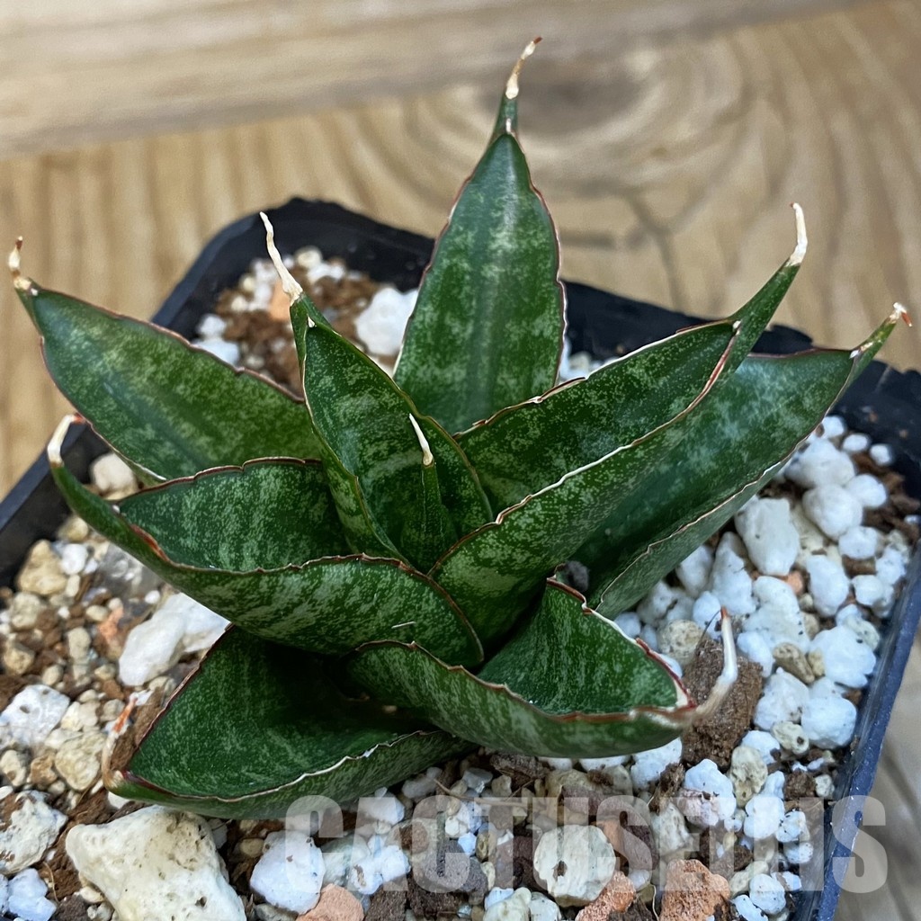 SH32128 Sansevieria ‘Dragon Scale’