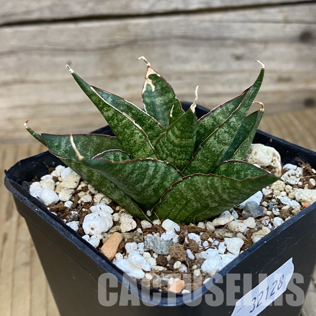 SH32128 Sansevieria ‘Dragon Scale’ - Image 2