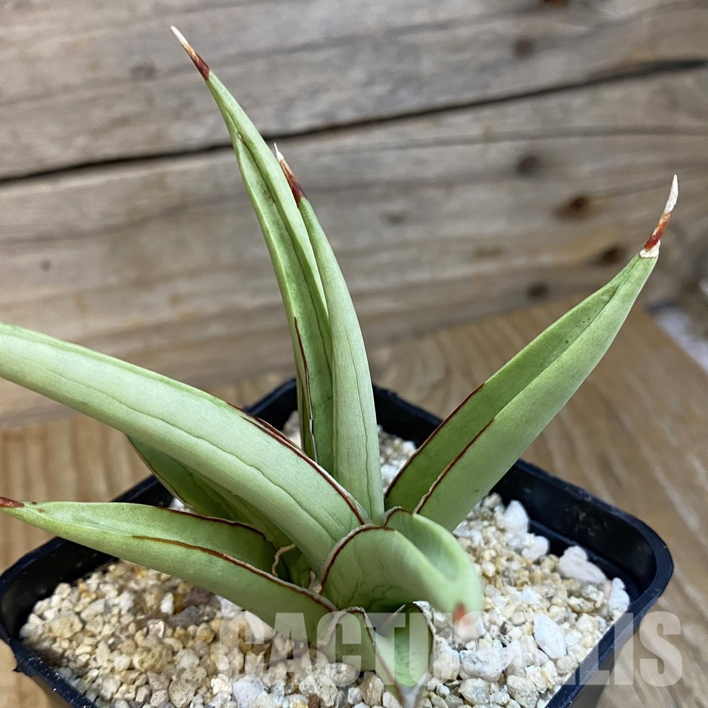 SH32130 Sansevieria ‘Frozen Throne’ - Image 2