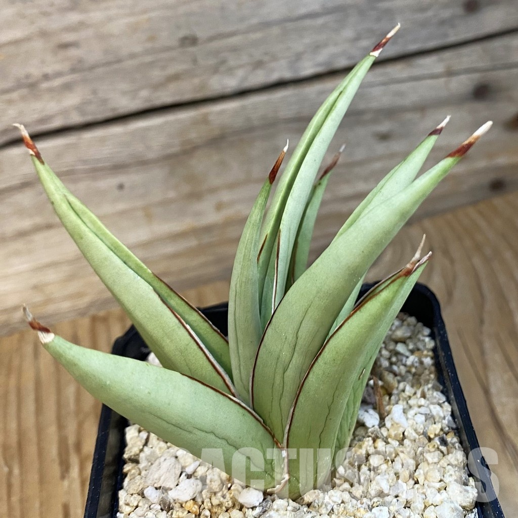 SH32130 Sansevieria ‘Frozen Throne’