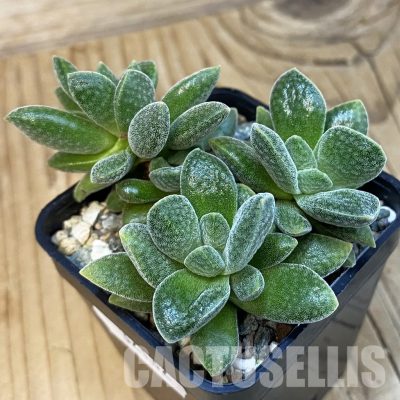 SH32132 Crassula tecta hybrid