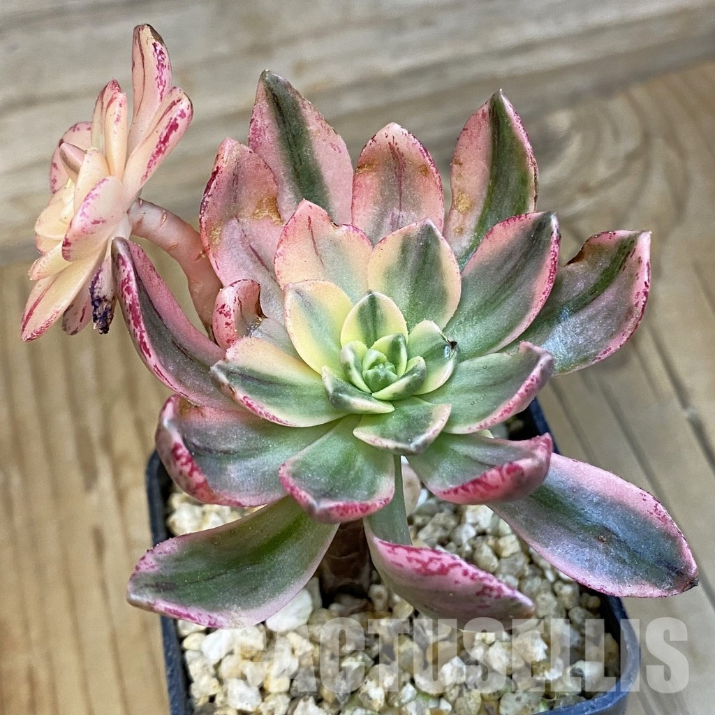 SH32134 Aeonium 'Sweet Tea'
