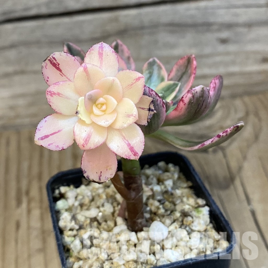 SH32134 Aeonium 'Sweet Tea' - Image 2
