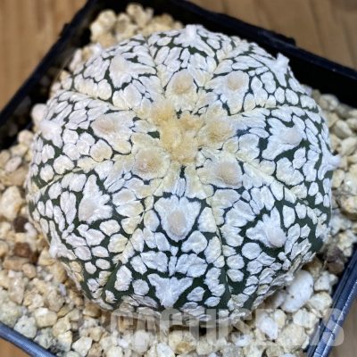 SH32074 Astrophytum asterias ‘Super Kabuto’ V-type
