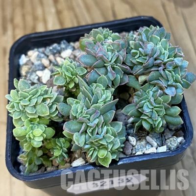 SH32139 Echeveria 'Trumpet Pinky' f. cristata
