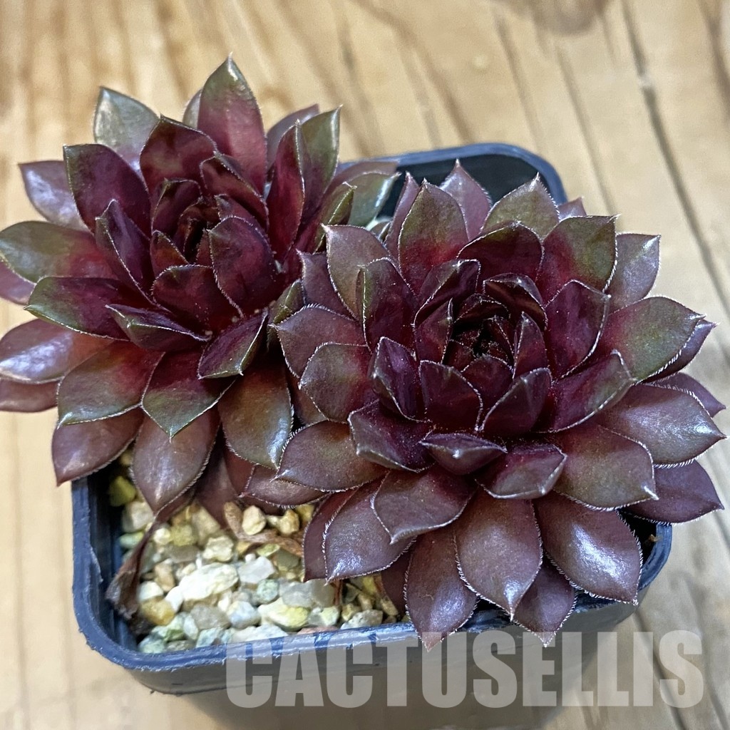 SH32142 Sempervivum Dr. Fritz Köhlein (cold-resistant)