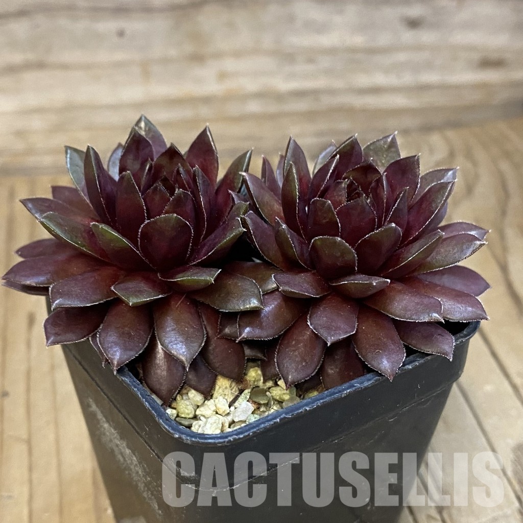 SH32142 Sempervivum Dr. Fritz Köhlein (cold-resistant) - Image 2