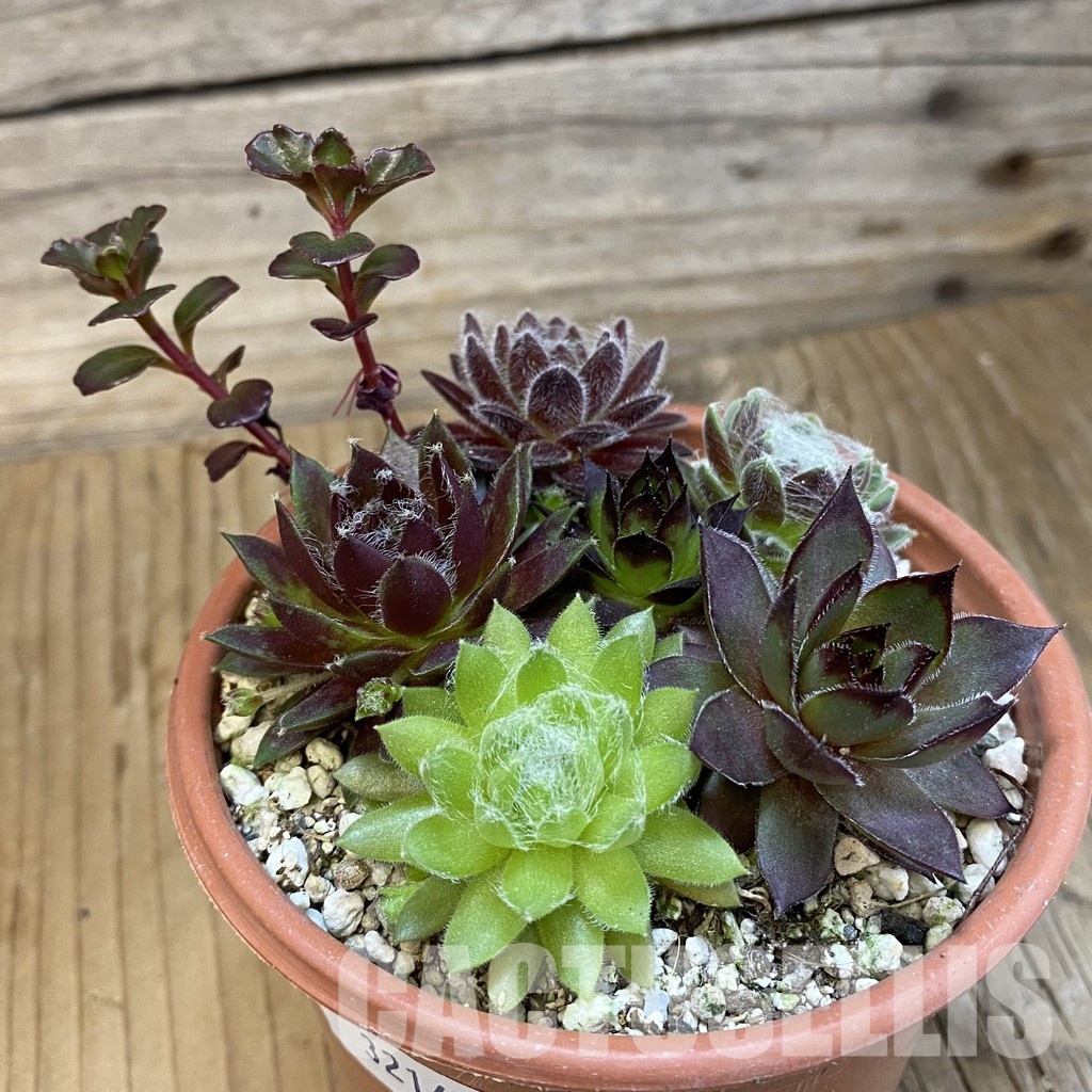 SH32145 Sempervivum mix (cold-resistant) - Image 2