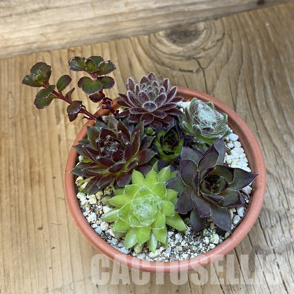 SH32145 Sempervivum mix (cold-resistant) - Image 3