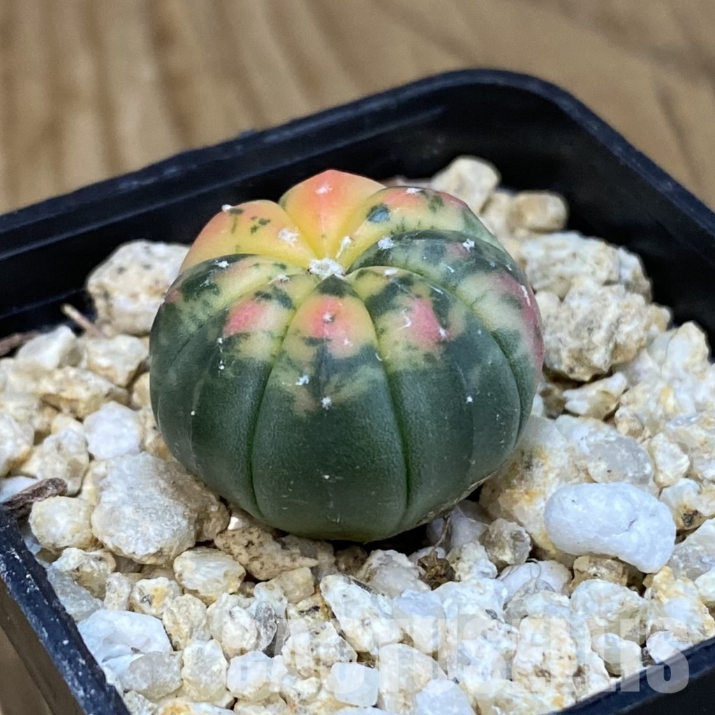 SH32081 Astrophytum asterias ‘Red Purple Skin’ f. variegata - Image 2