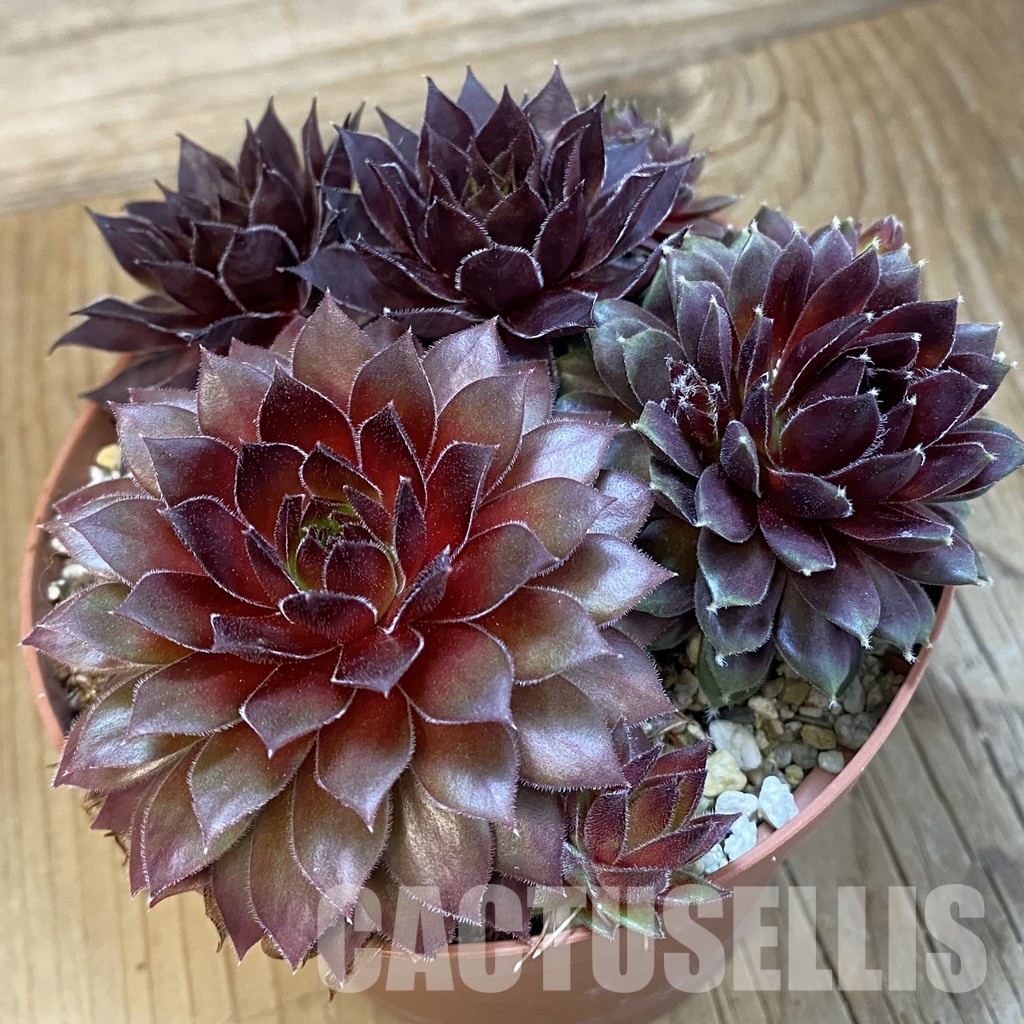 SH32149 Sempervivum mix (cold-resistant) - Image 2
