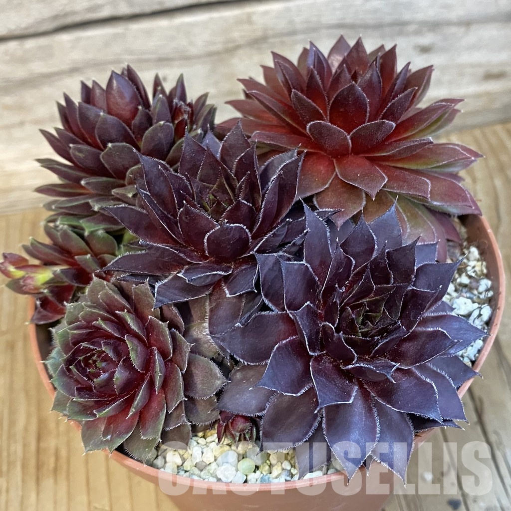 SH32149 Sempervivum mix (cold-resistant)