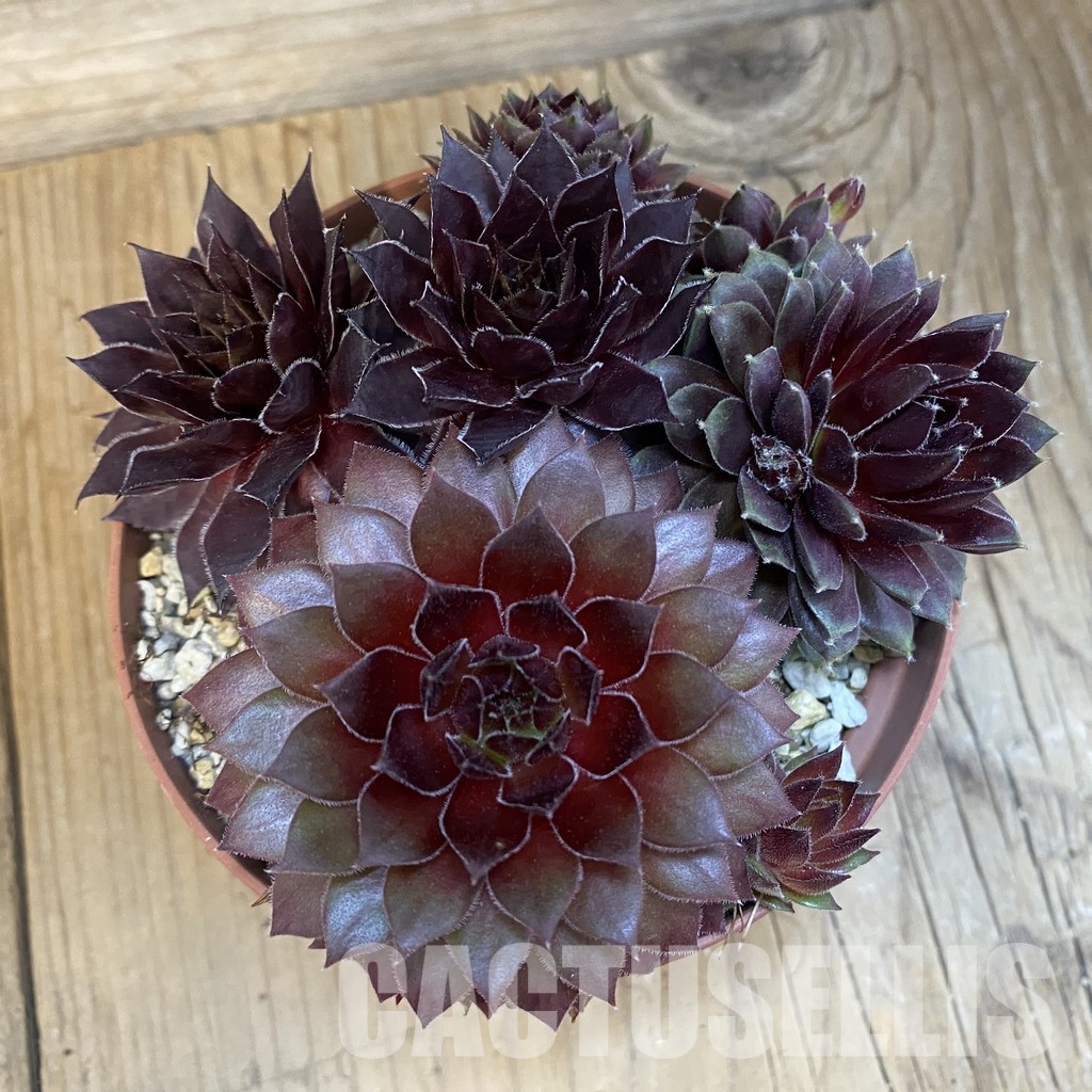SH32149 Sempervivum mix (cold-resistant) - Image 3