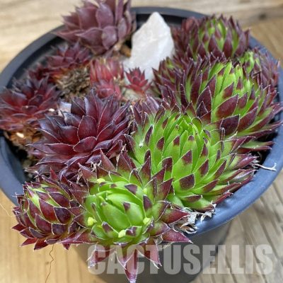 SH32150 Sempervivum mix (cold-resistant)