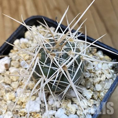 SH32087 Tephrocactus fiambalensis, seedling