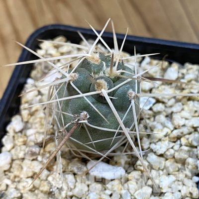 SH32088 Tephrocactus fiambalensis, seedling