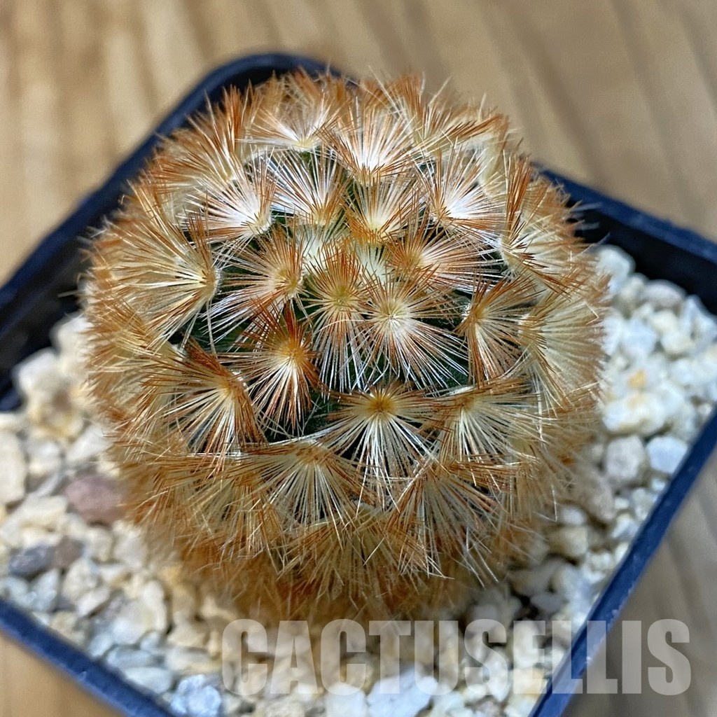 SH32089 Mammillaria carmenae hybrid