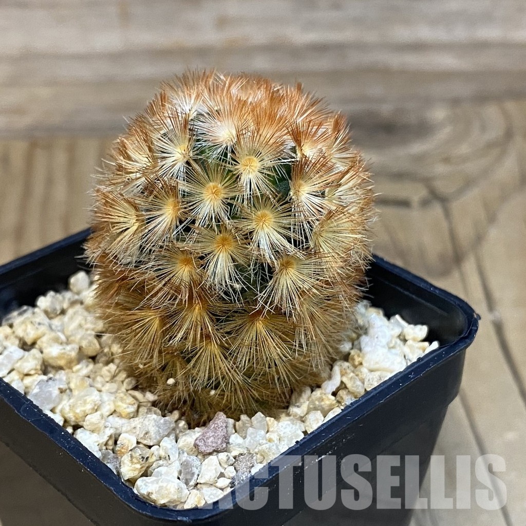 SH32089 Mammillaria carmenae hybrid - Image 2