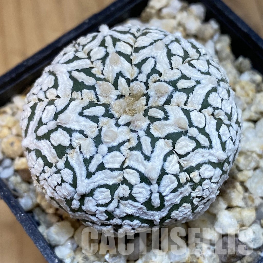 SH32075 Astrophytum asterias ‘Super Kabuto’ V-type