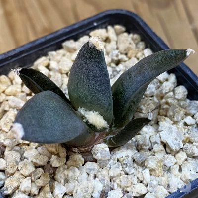 SH32093 Ariocarpus retusus ‘Three Finger’, own roots seedling